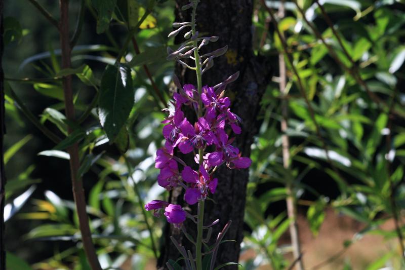 486-Passo Prislop,11 agosto 2011.JPG